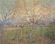 Vincent Van Gogh, Orchard with Blossoming Apricot Trees (nn04)_